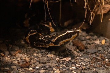 snake on the ground