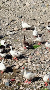 Footage showcases geese, goslings in spring, ideal for ornithology studies. Video illustrates life cycles, ornithology focus. Perfect for ornithology enthusiasts, depicts geese nurturing goslings