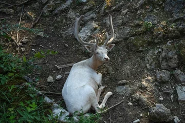  white deer in the forest © klemen