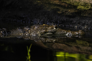 alligator in the water