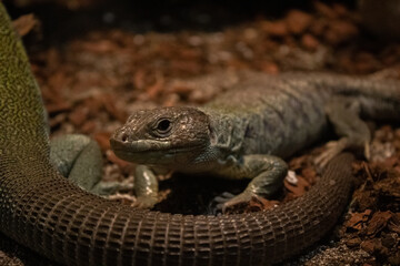 lizard on the stone