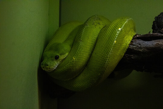 green tree python