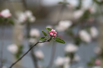 The beginning of flowering of the apple tree of the red variety.