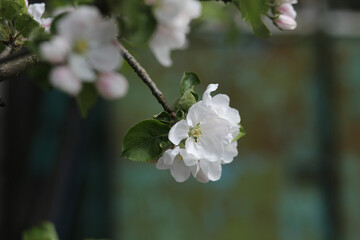 Lush white flowers of a blooming apple tree on a colored background.