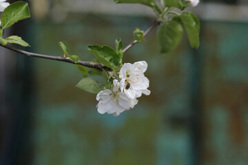 Large white flowers of a blooming apple tree on a background of colored metal.