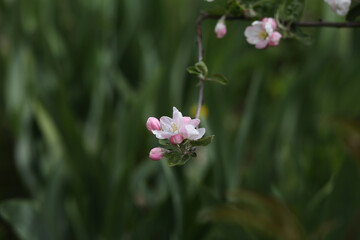 Pink flowers at the end of a bent branch of an apple tree.
