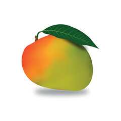 Vector Mango fruit isolated on white background.