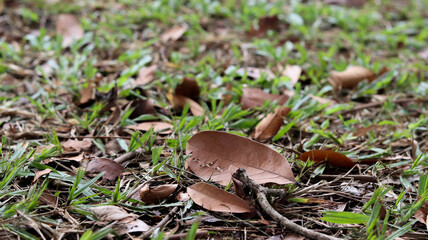 Soil with dry leaves