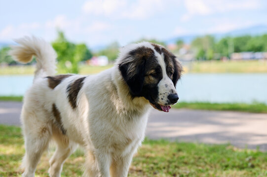 Young Tornjak shepherd dog with lake in background