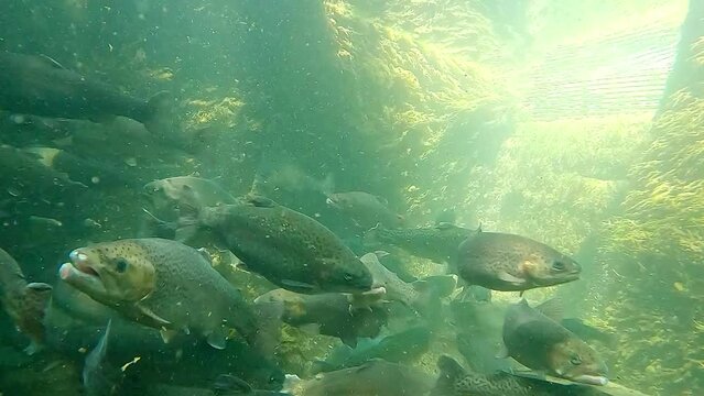 Fish farm with a large group of trout