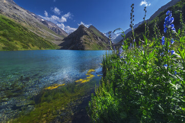 Lake with blue clear clear water in the mountains in summer. Koksai Ainakol Lake in Tien Shan...