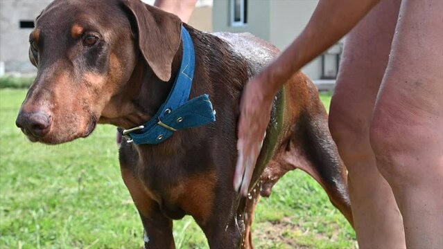 woman's hands bathing a dog The vizsla, also known as the Hungarian pointer 2