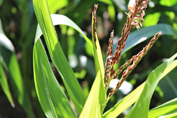 Maispflanze mit Blüte
