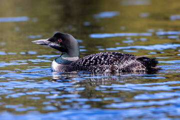 Common Loon male, Gavia immer, on Adirondack lake in St Regis Wilderness NY with peak fall foliage on a peaceful calm morning