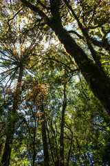 Inside an Araucaria moist forest in Sao Francisco de Paula, South of Brazil