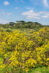 Fototapeta na wymiar Spring landscape at Ronda Municipal Park in Sao Francisco de Paula, South of Brazil