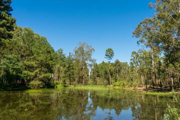 Fototapeta na wymiar Pond amidst a Pine and Eucalyptus plantation in Sao Francisco de Paula, South of Brazil