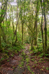 Inside an Araucaria moist forest in Sao Francisco de Paula, South of Brazil