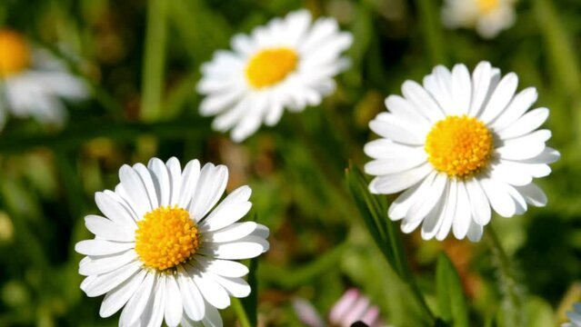 Common daisy