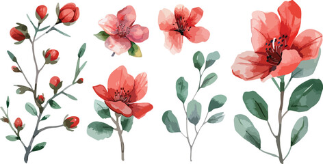 Set of Watercolor red 8 march blossoms blooming vector elements. Flower green leaves branch, and stem isolated on white background. Suitable for decorative invitations, posters, or cards