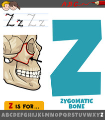 letter Z from alphabet with illustration of zygomatic bone