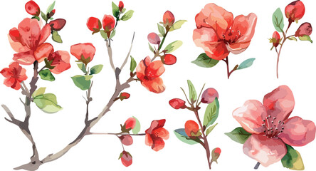 Set of Watercolor red 8 march blossoms blooming vector elements. Flower green leaves branch, and stem isolated on white background. Suitable for decorative invitations, posters, or cards
