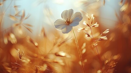 a close up of a flower in a field of grass with the sun shining through the grass in the background.