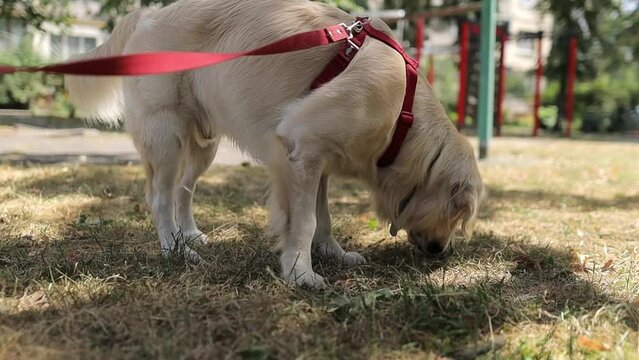 Golden retriever. Golden Retriever sniffs the grass. A golden retriever on a leash along the sidewalk in the park, walking area. View of a golden retriever on a leash walking in a park with its owner.