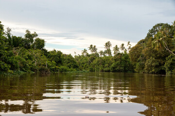 cauce del rio Klias en Borneo, hábitat del Mono narigudo (Nasalis larvatus)