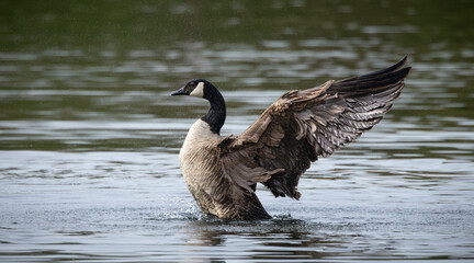 a goose flaps its wings out in the water on a lake