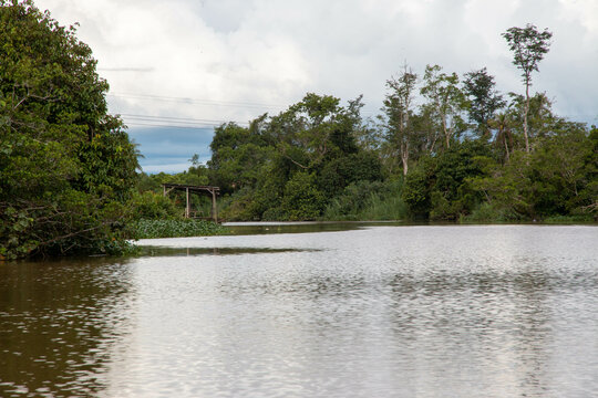 cauce del rio Klias en Borneo, h&aacute;bitat del Mono narigudo (Nasalis larvatus)