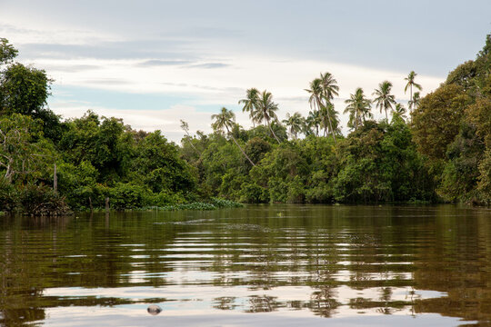 cauce del rio Klias en Borneo, h&aacute;bitat del Mono narigudo (Nasalis larvatus)