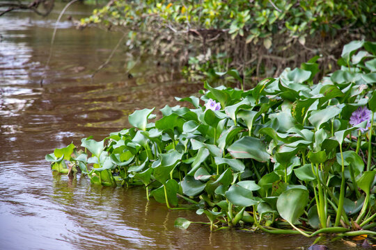 cauce del rio Klias en Borneo, h&aacute;bitat del Mono narigudo (Nasalis larvatus)