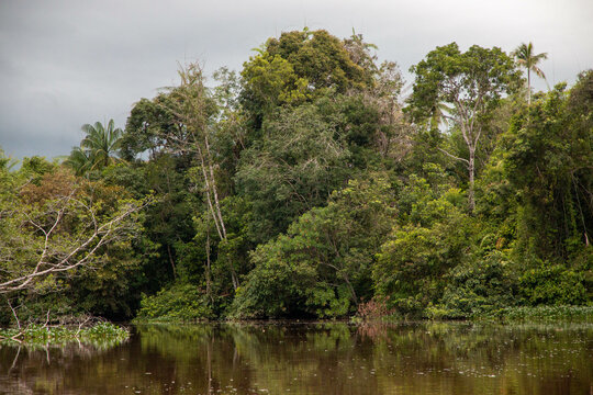 Jungla del rio Klias, h&aacute;bitat del Mono narigudo (Nasalis larvatus)