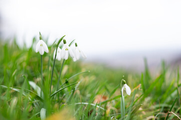 White spring flowers. Gentle flower Snowdrop with green grass and blurred background