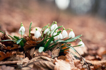 White spring flowers in forest. Beautiful snowdrop flowers with blurred background