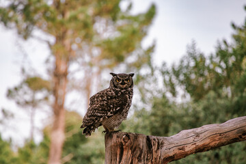Cape Eagle Owl