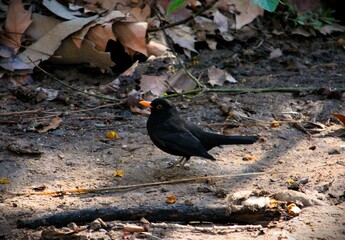 crow on the ground
