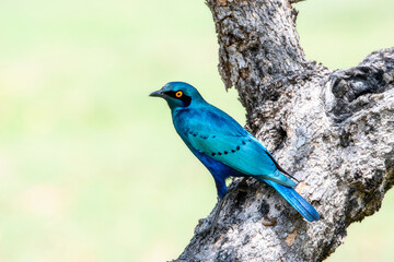 A Greater Blue eared Starling bird, Lamprotornis chalybaeus, perched on a tree branch with blue feathers.