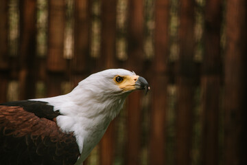 Fish Eagle