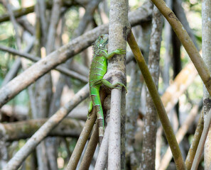 A green iguana is sitting on top of a tree branch, blending with the surroundings in its natural habitat.
