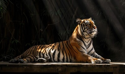 An Amur tiger posed on a platform under studio lights, black background - obrazy, fototapety, plakaty