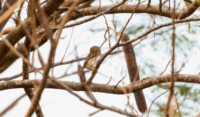 A Ferruginous Pygmy Owl, scientifically known as Glaucidium brasilianum, perched contently on a tree branch in South Africa.
