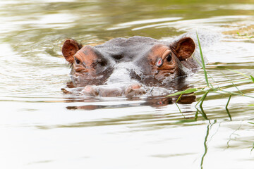 A common hippopotamus, or Hippopotamus amphibius, glides through the water in South Africa.