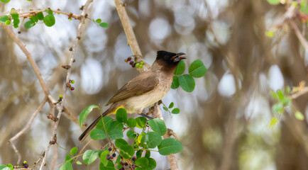 A common bulbul bird, scientifically known as Pycnonotus barbatus, perched on a tree branch in South Africa.
