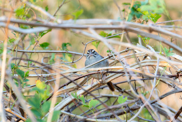 A small cinnamon tailed sparrow Peucaea sumichrasti sits atop a tree branch, showcasing its vibrant plumage against the natural backdrop.