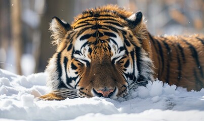 Close-up of a Siberian tiger resting in the snow