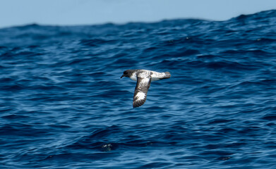 A Cape Petrel Daption capense pintado seabird gracefully glides over a body of water in South Africa, showcasing its elegant flight against the serene backdrop.