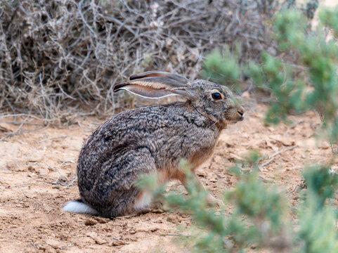 A Cape Hare Lepus capensis sitting in the dirt next to a bush in South Africa, displaying typical behavior in its natural habitat.