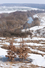 Two young oaks on the background of a winter river - 769140980